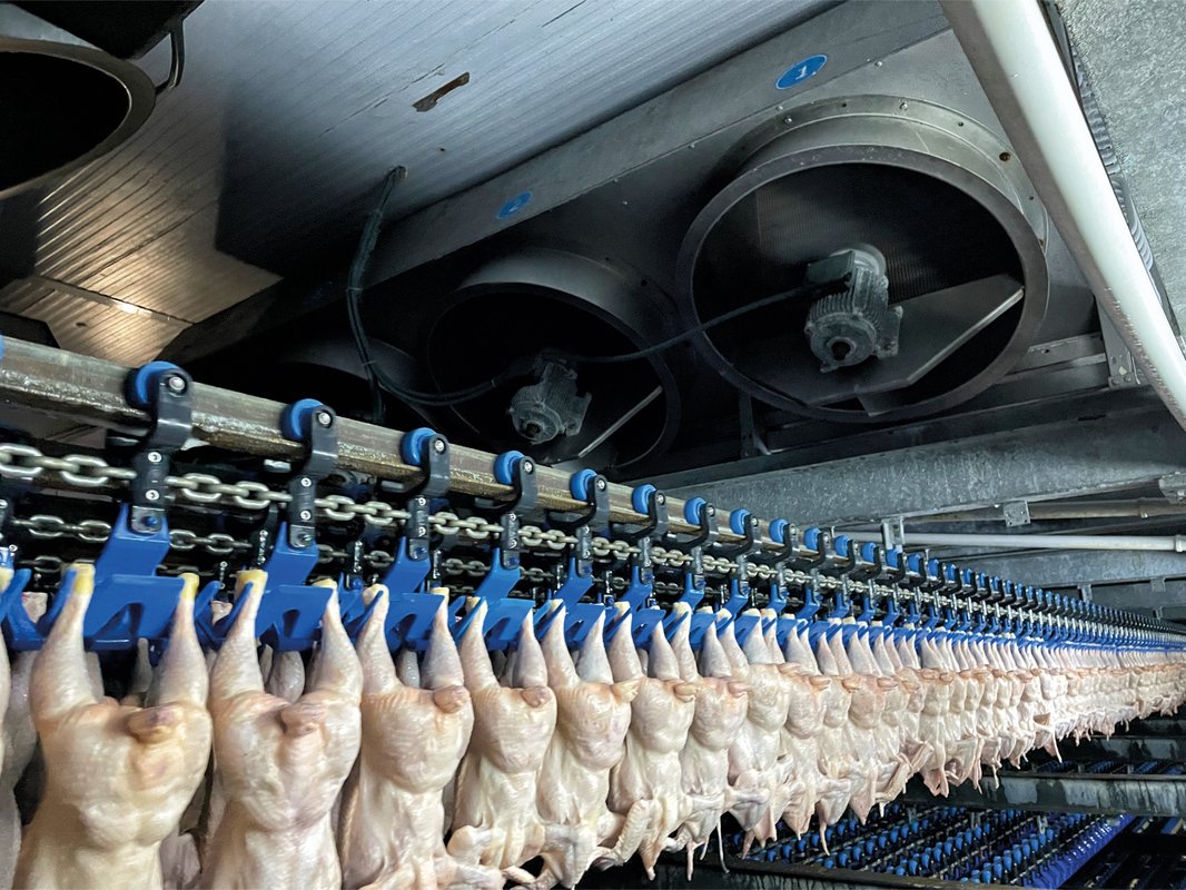 Poultry